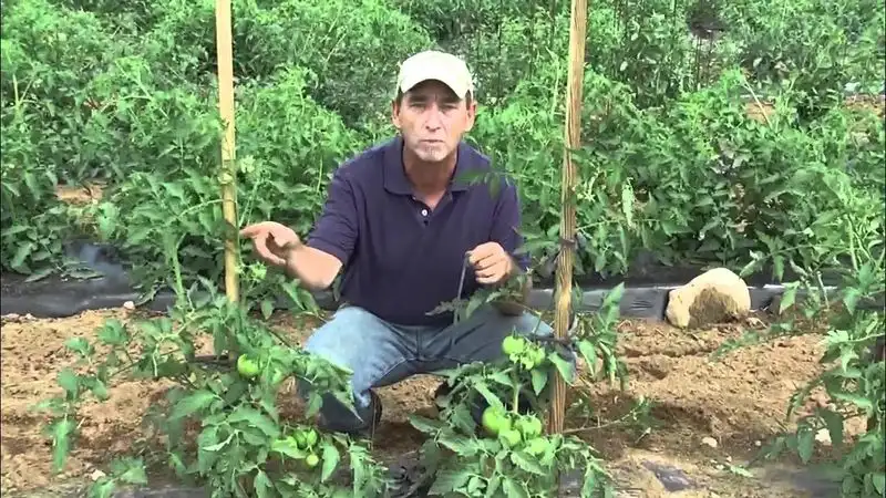 Myth 12: Staking is Always Necessary for Tall Plants