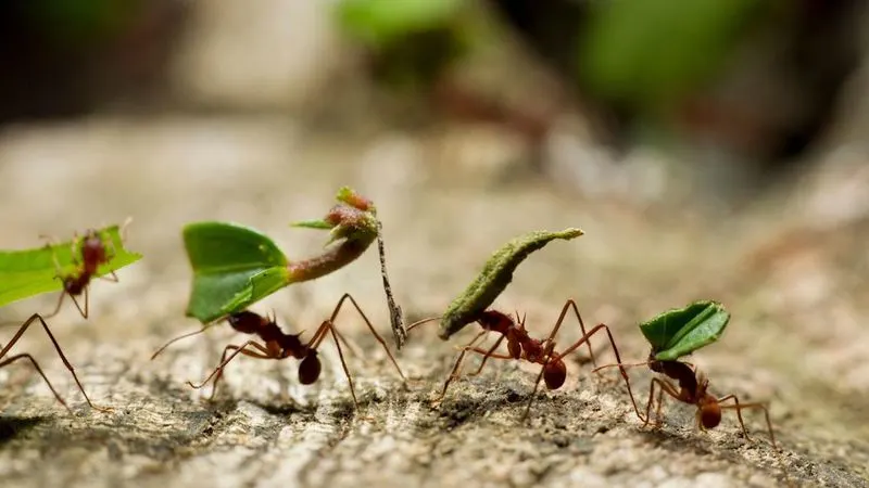 Myth 13: All Bugs are Bad for Your Garden
