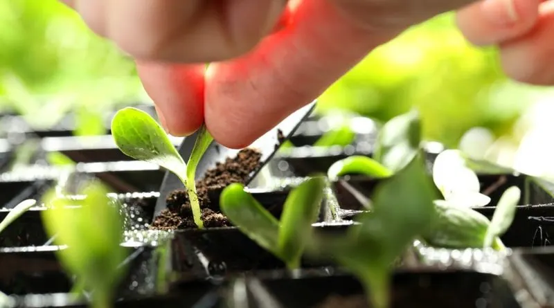 Myth 14: Seedlings Need Constant Light