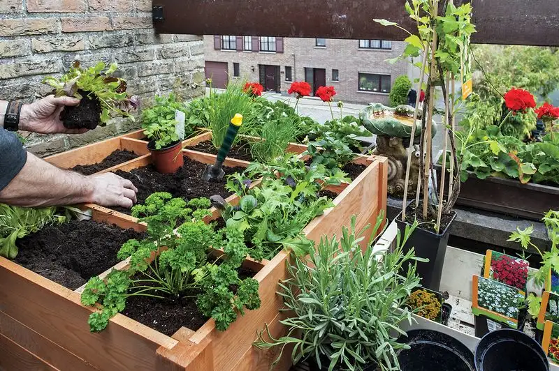 Myth 16: You Shouldn’t Move Plants Once Planted