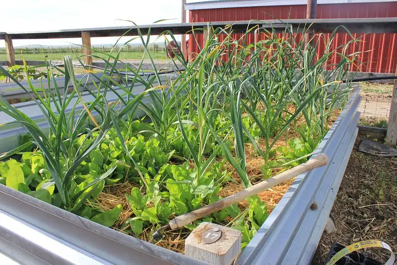 Myth 17: Mulch Prevents All Weeds