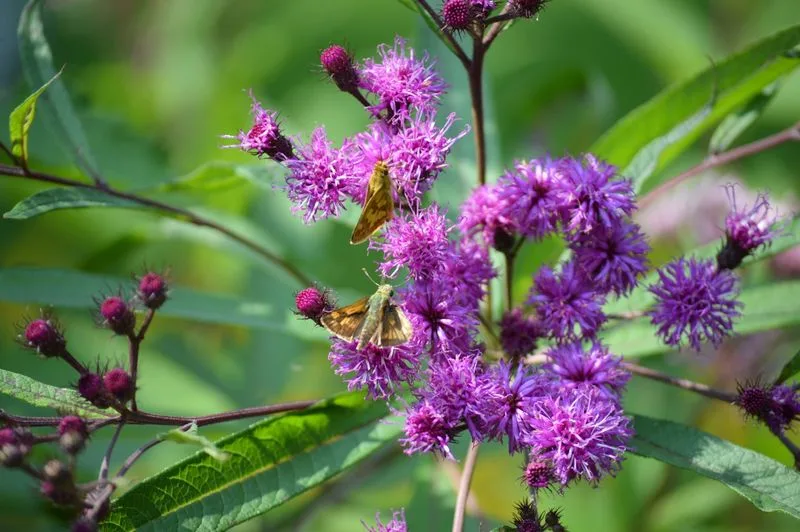 Myth 17: Native Plants Are Not Aesthetically Pleasing