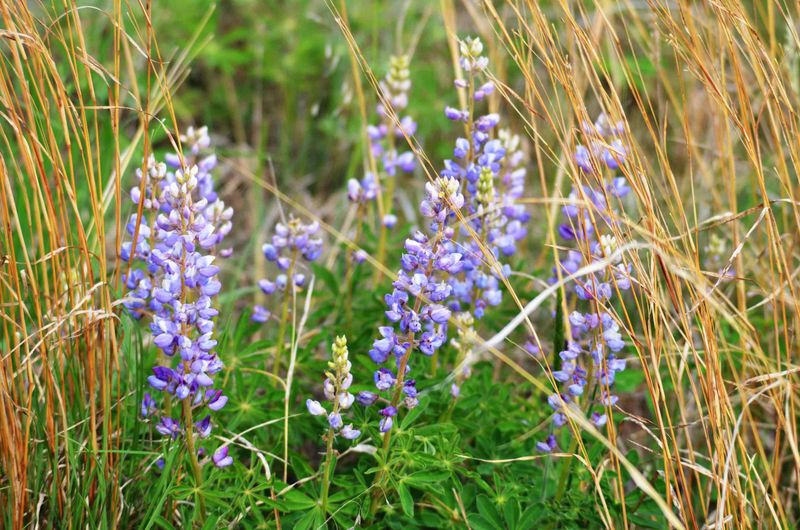 Myth 2: Native Plants Are Boring