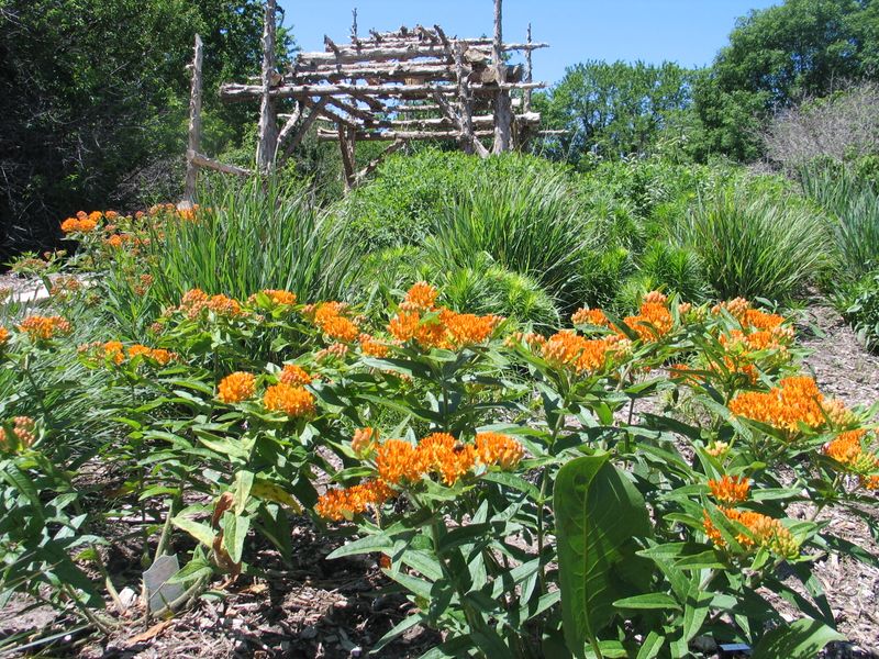 Myth 4: Native Plants Require No Maintenance