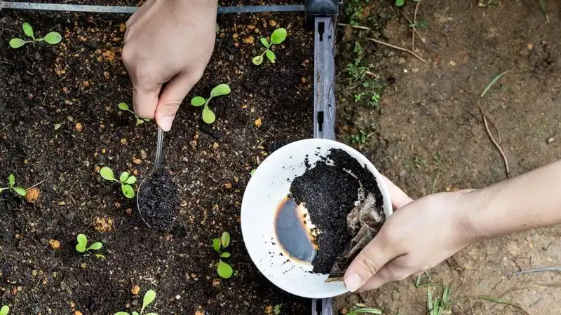 Myth 6: Coffee Grounds Suit All Plants