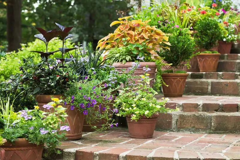 Myth 7: Bigger Containers Grow Bigger Plants