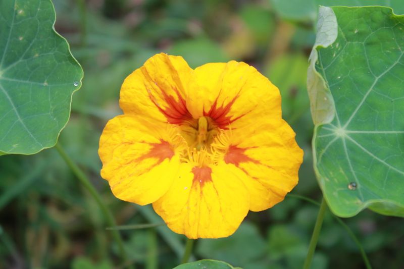 Nasturtium