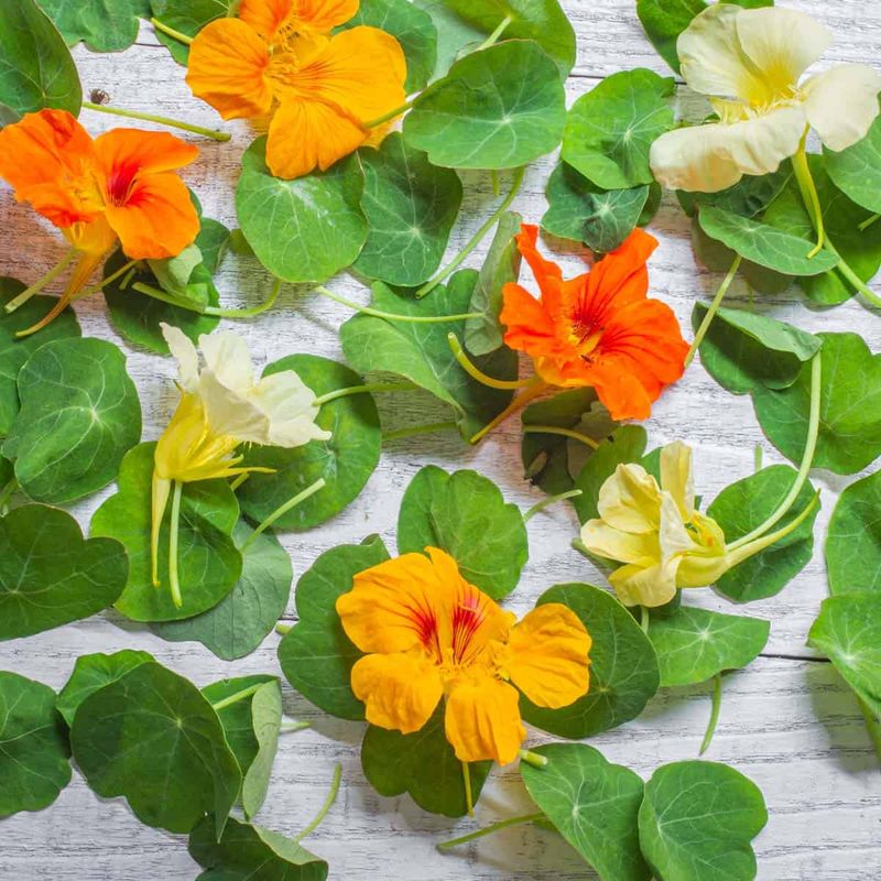 Nasturtium