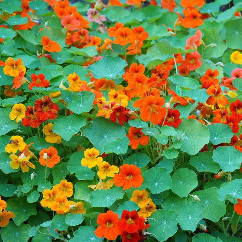 Nasturtium