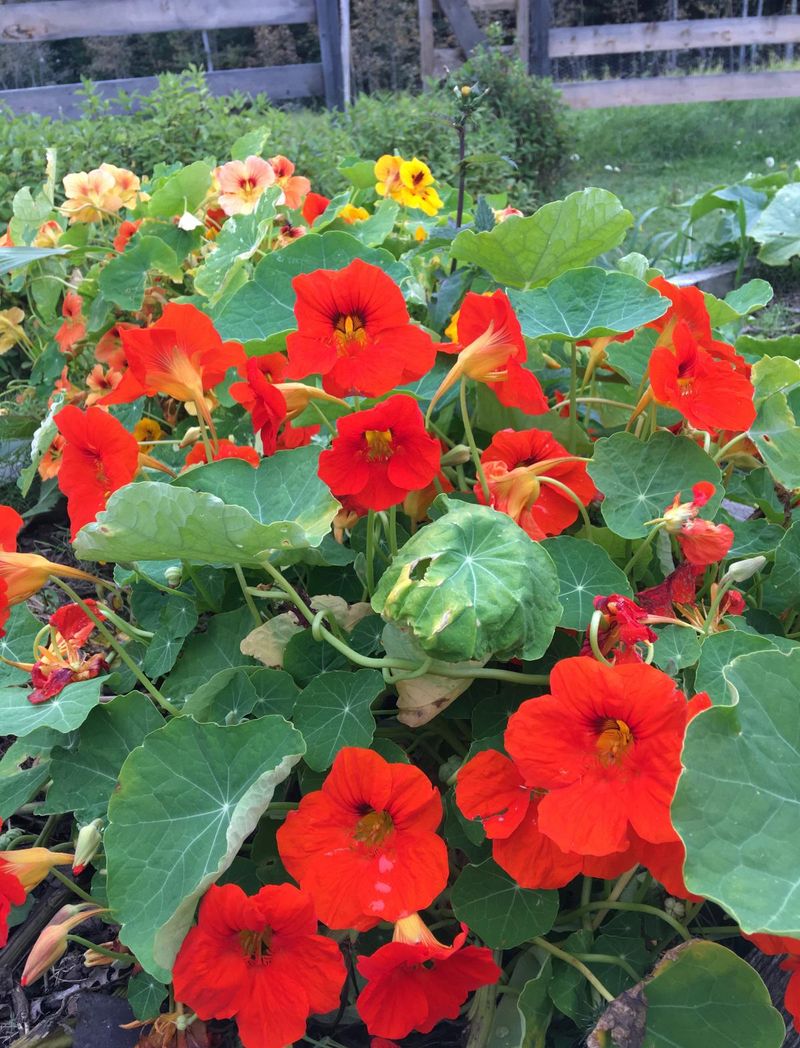 Nasturtiums