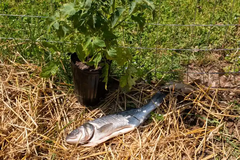 Native American Fish Fertilizer