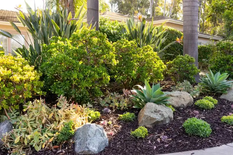 Native Plants