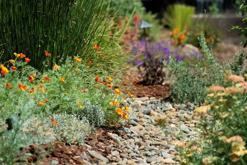 Native and Drought-Tolerant Plants