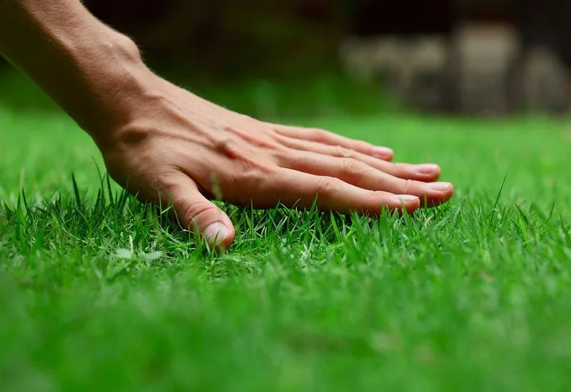 Natural Lawn Care