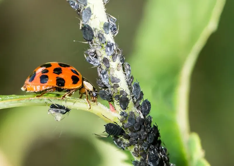 Natural Pest Control Measures