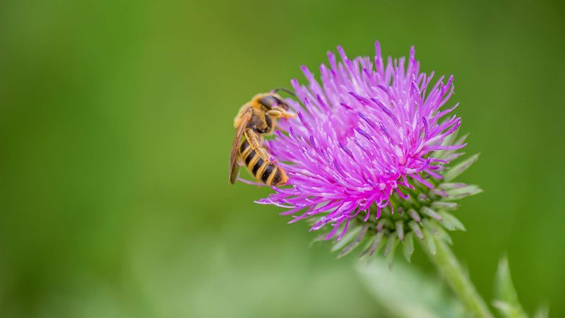 Natural Pollinators