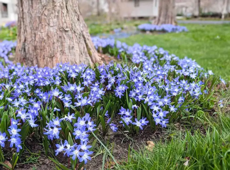 Naturalized Bulbs