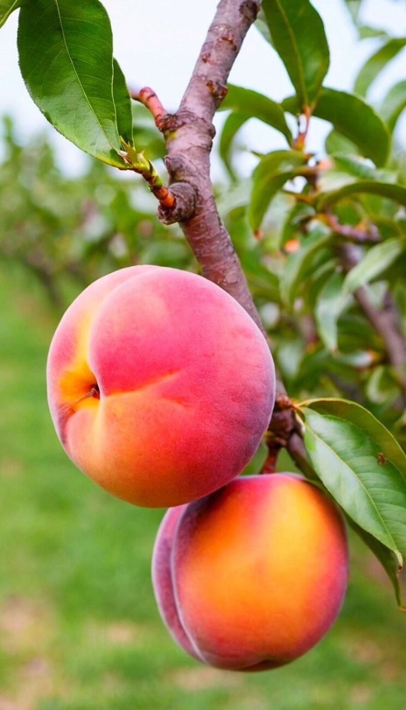 Nectarines