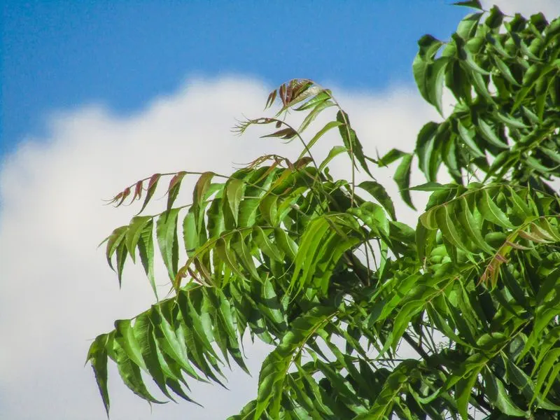 Neem Tree