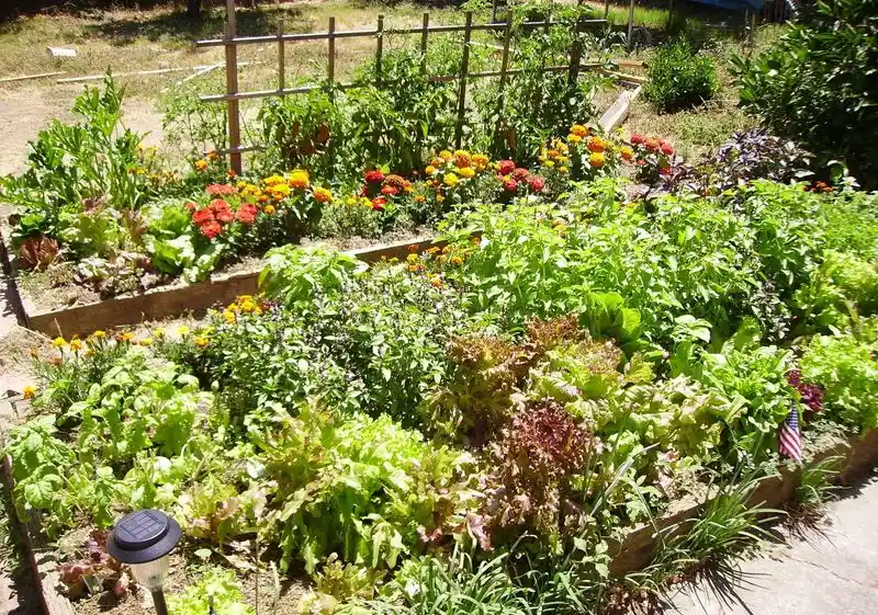 Neglecting Companion Planting