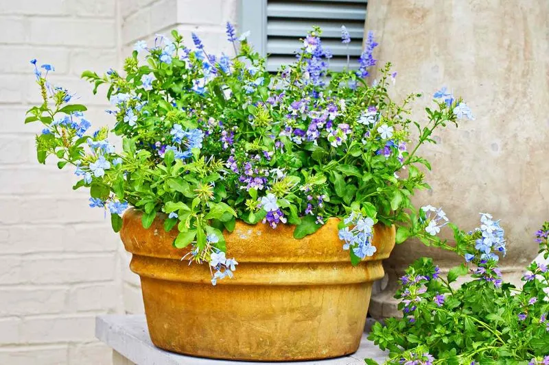 Neglecting Container Plants