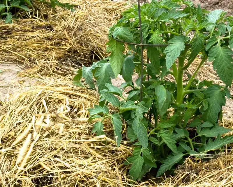 Neglecting Mulching