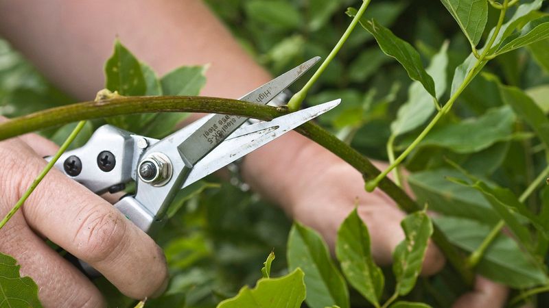 Neglecting Pruning