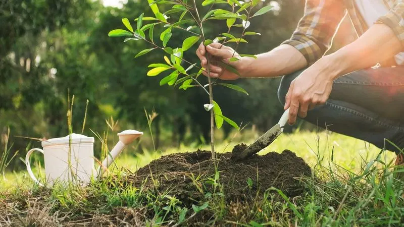 Neglecting Tree Care