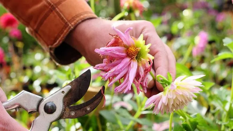 Neglecting to Deadhead Flowers