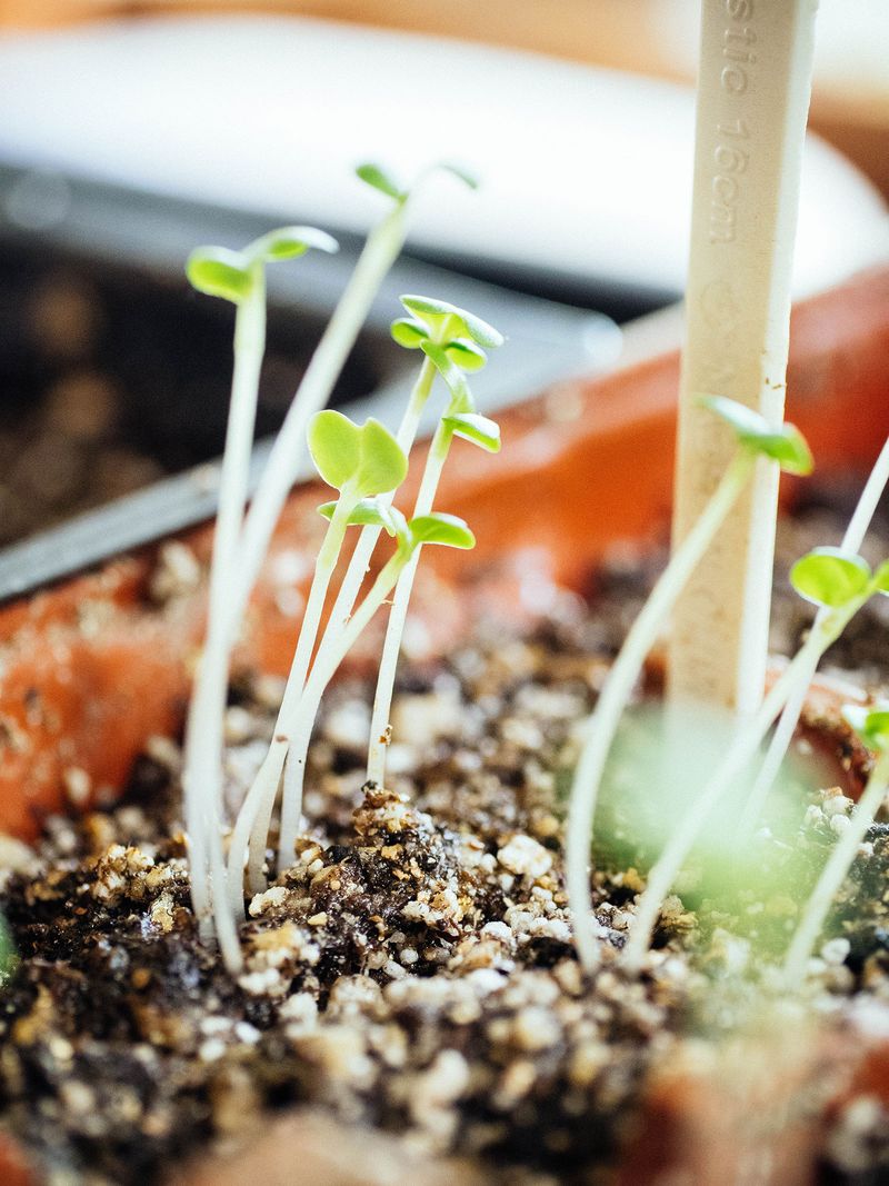 Neglecting to Thin Seedlings