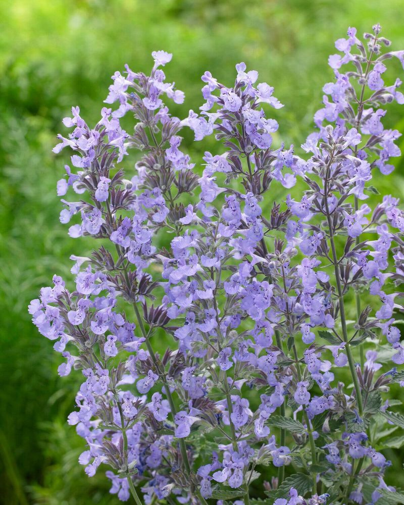 Nepeta