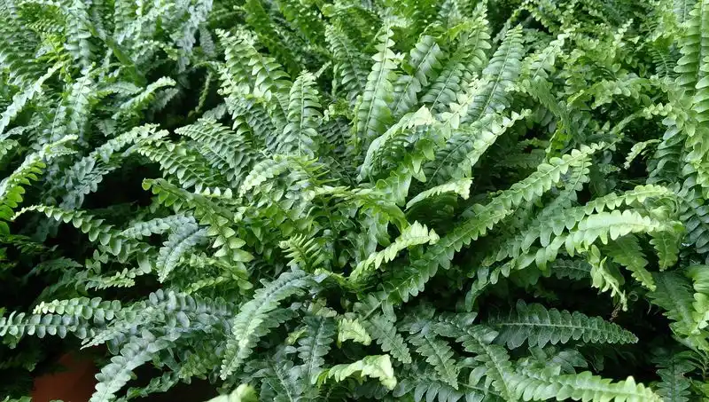 Nephrolepis Exaltata