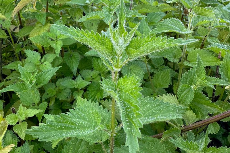 Nettle