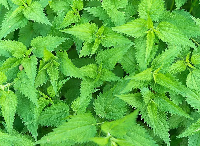 Nettles