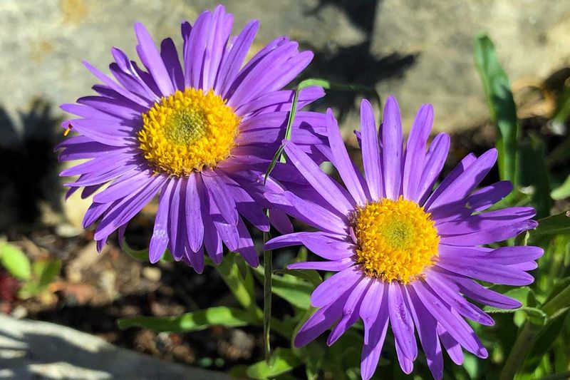 New England Aster