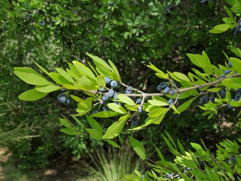 New Mexico Privet