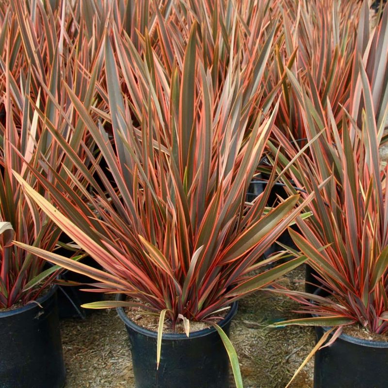 New Zealand Flax