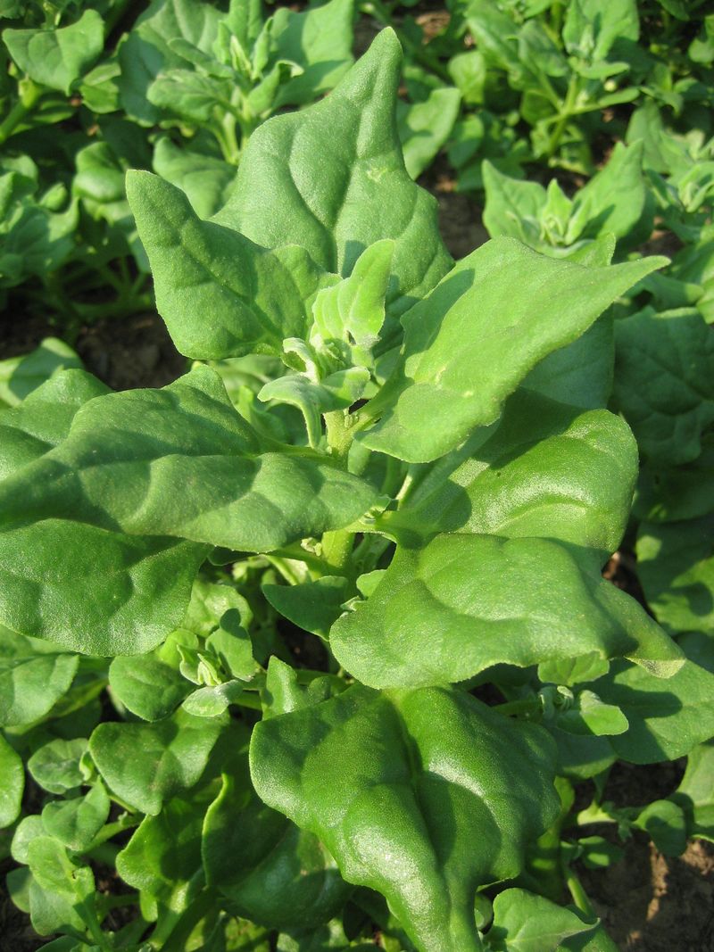 New Zealand Spinach