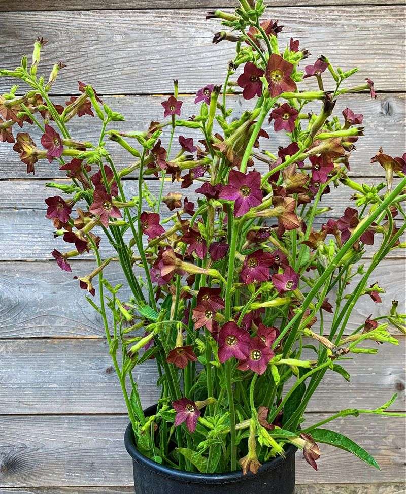 Nicotiana