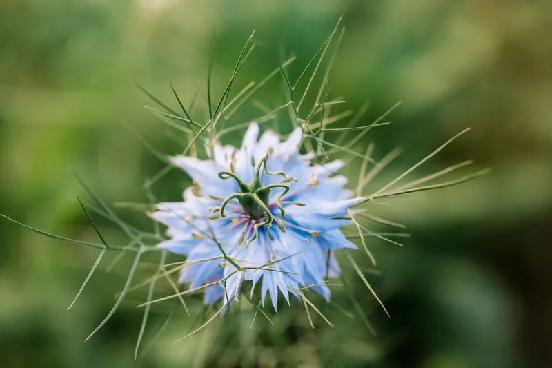 Nigella (Love-in-a-Mist)