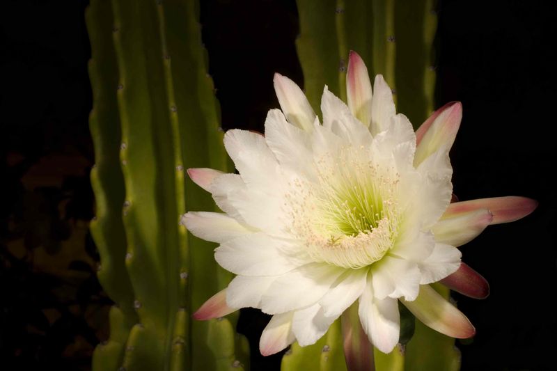 Night Blooming Cereus