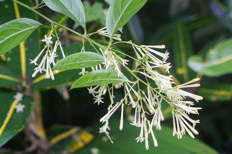 Night-Blooming Jessamine