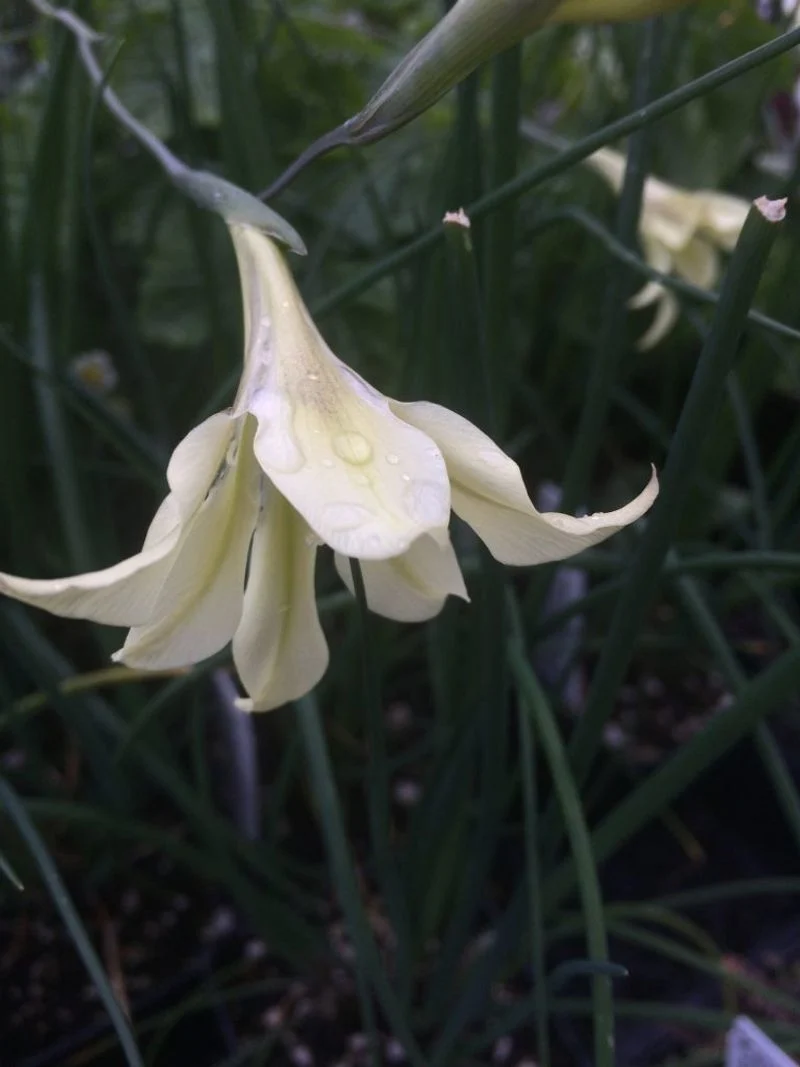 Night Gladiolus