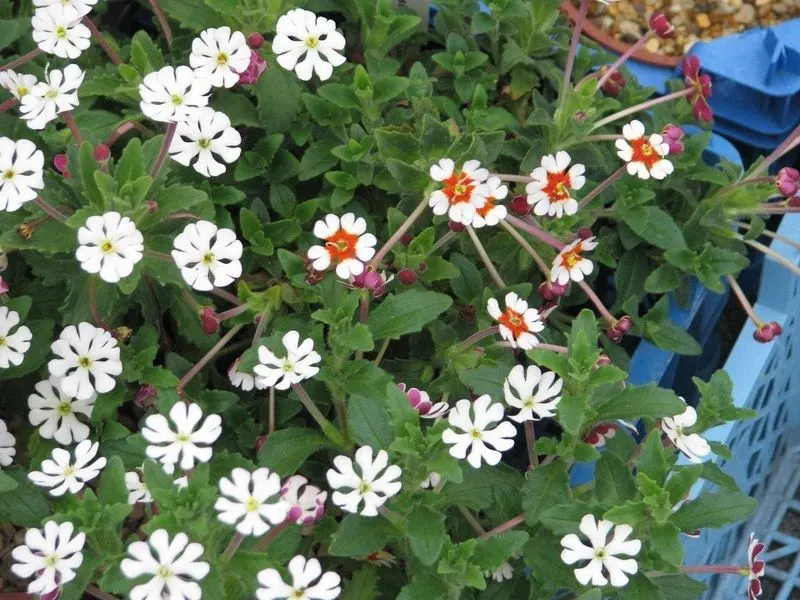 Night Phlox