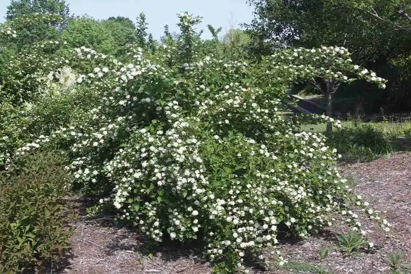 Ninebark (Physocarpus opulifolius)