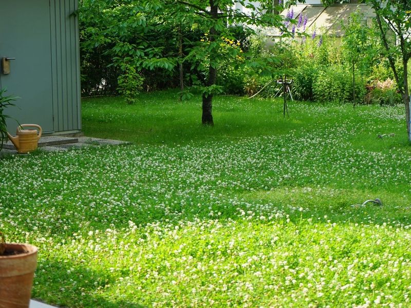 No-Mow Lawn Alternatives