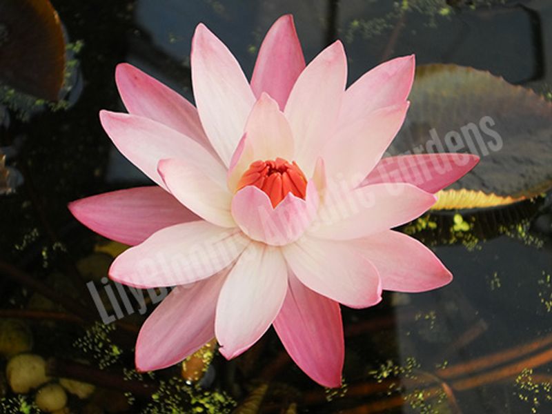 Nocturnal Water Lily