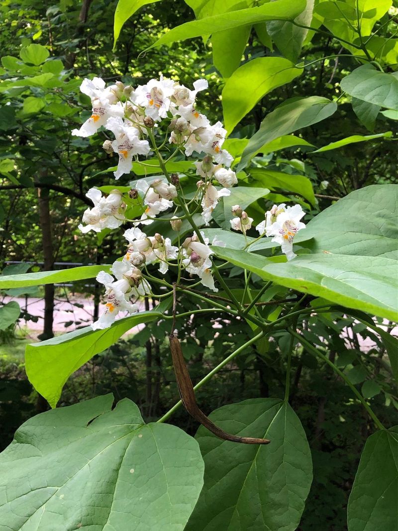 Northern Catalpa