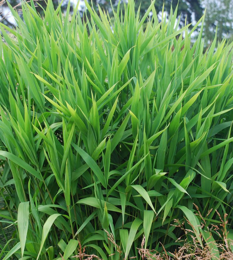 Northern Sea Oats