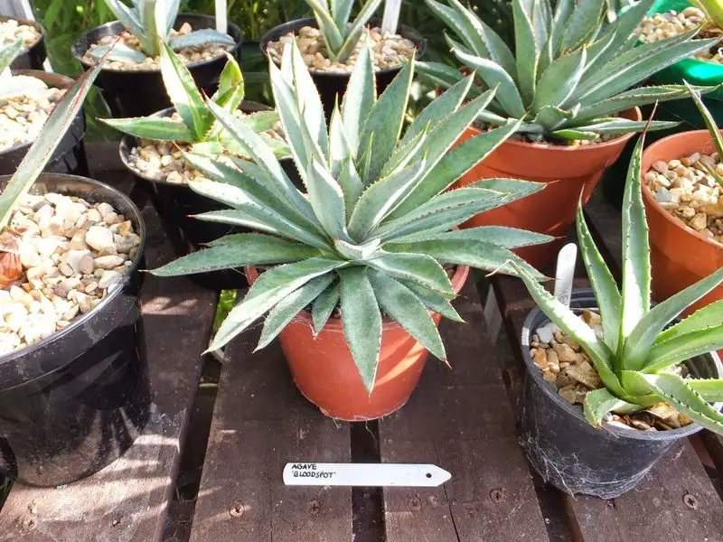 Not Labeling Plants